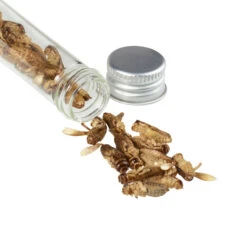 Snack-Insects GRILLON NOCOLOR -Outdoor Verkauf 276934 a grillon snackinsects